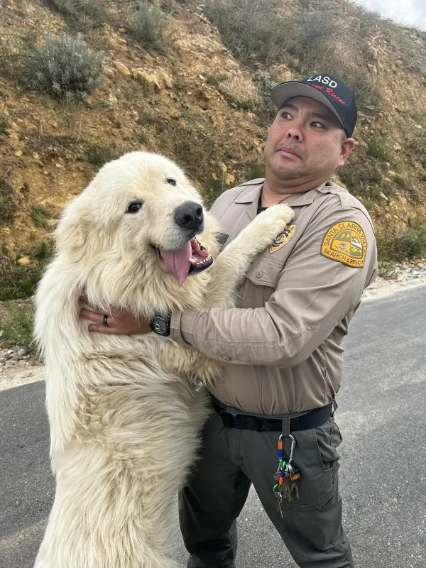 A deputy hugging a large white dog